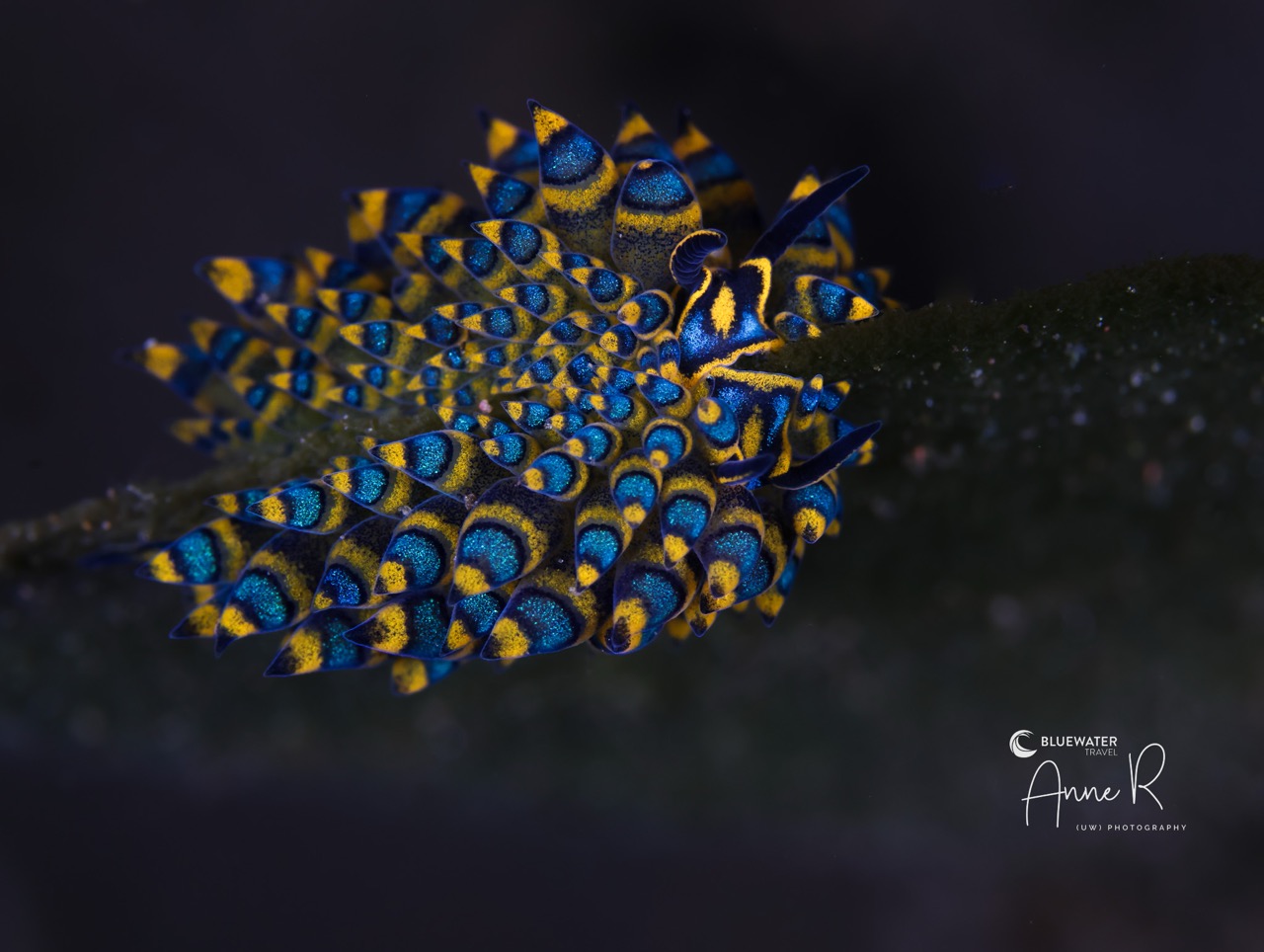 An ornate sea slug