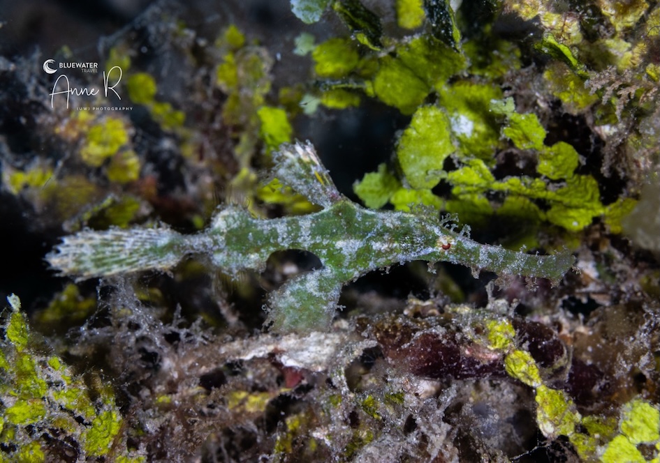 A Halimeda ghost pipefish