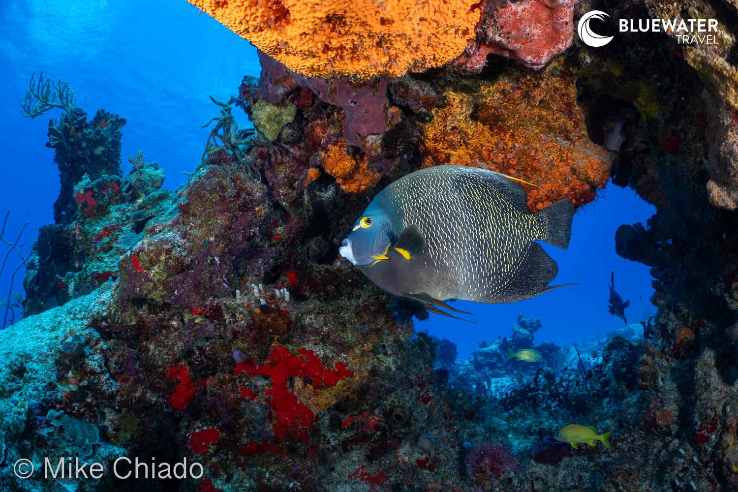 A lone French Angelfish