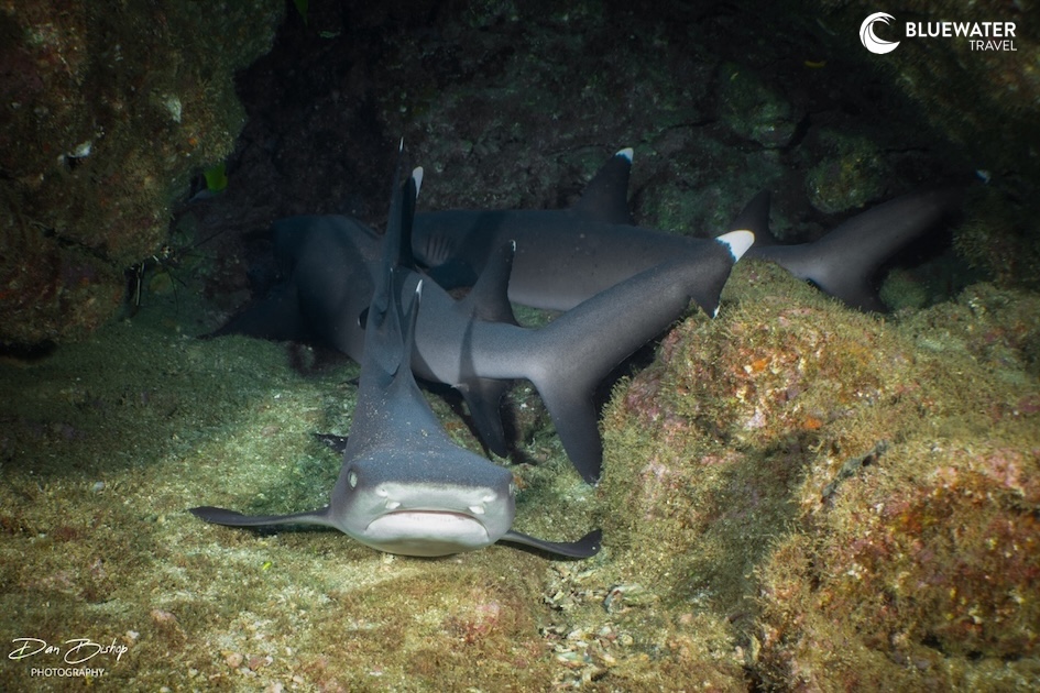 White-tipped sharks resting together