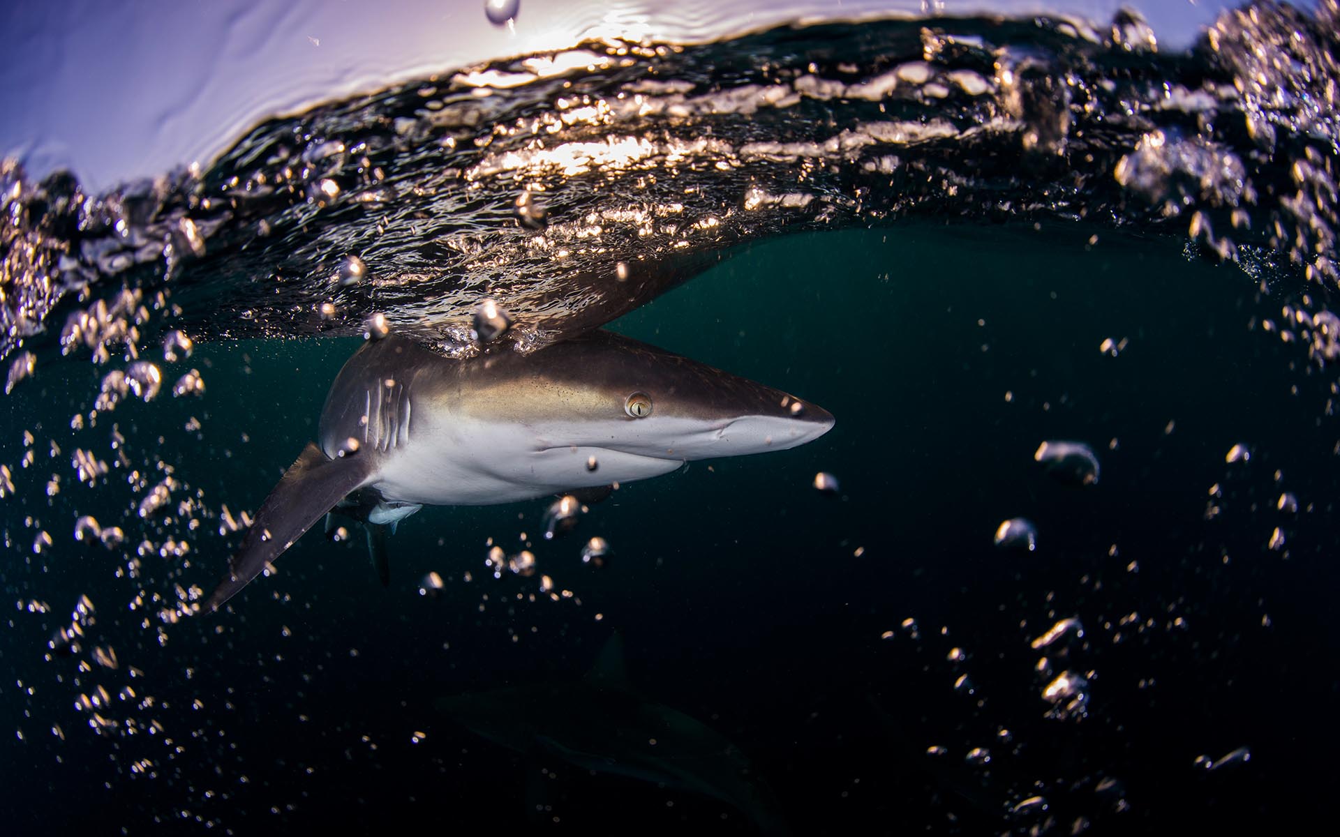 Oceanic blacktip shark with bubbles in South Africa photographed by Anthony Grote