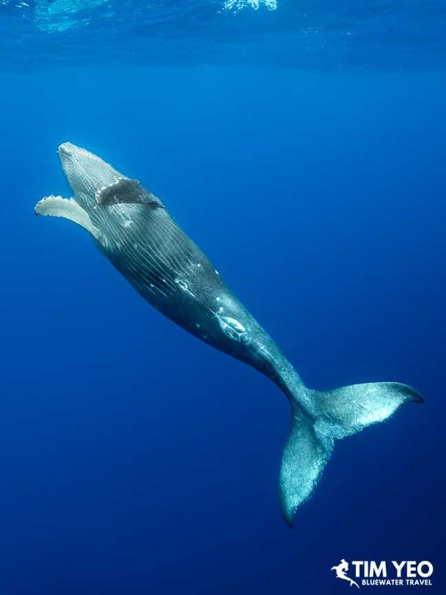 A humpback whale tilted head-up below the surface, Moorea.