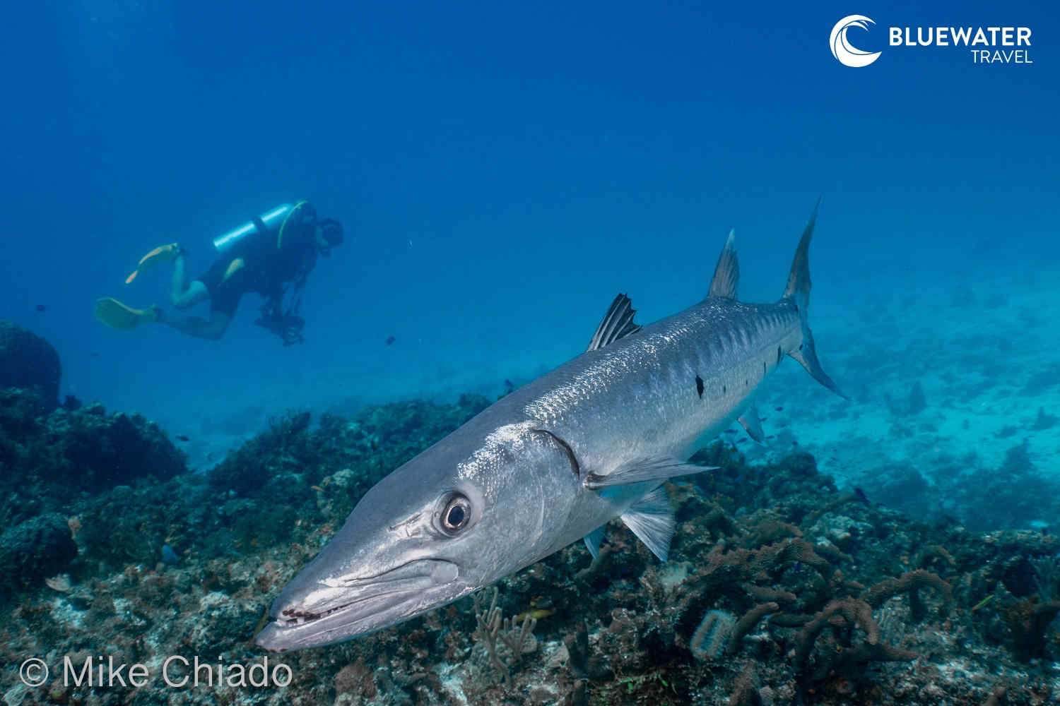A lone barracuda