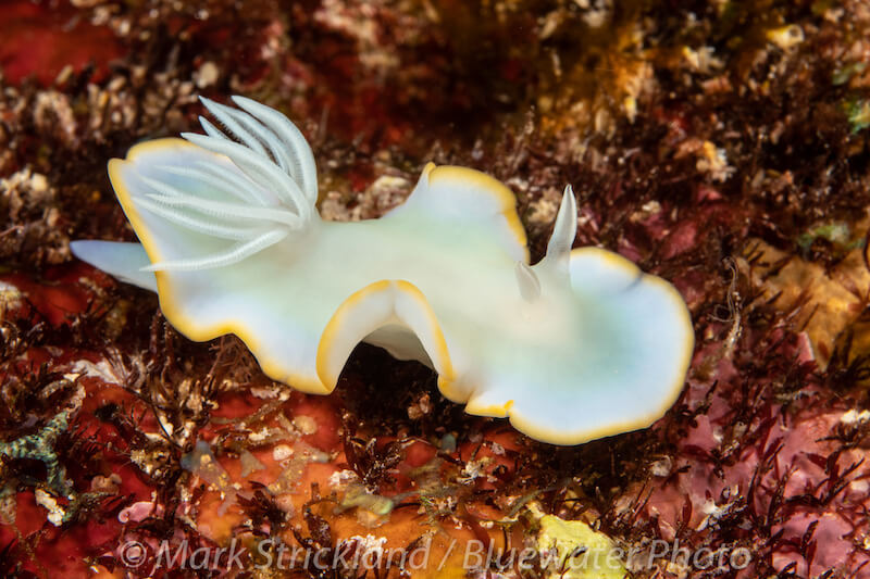 A pale nudibranch with a yellow-edged mantle rests on a red reef.