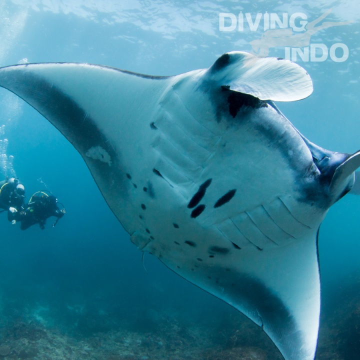 Diver swimming with a manta ray at Manta Point Nusa Penida Bali