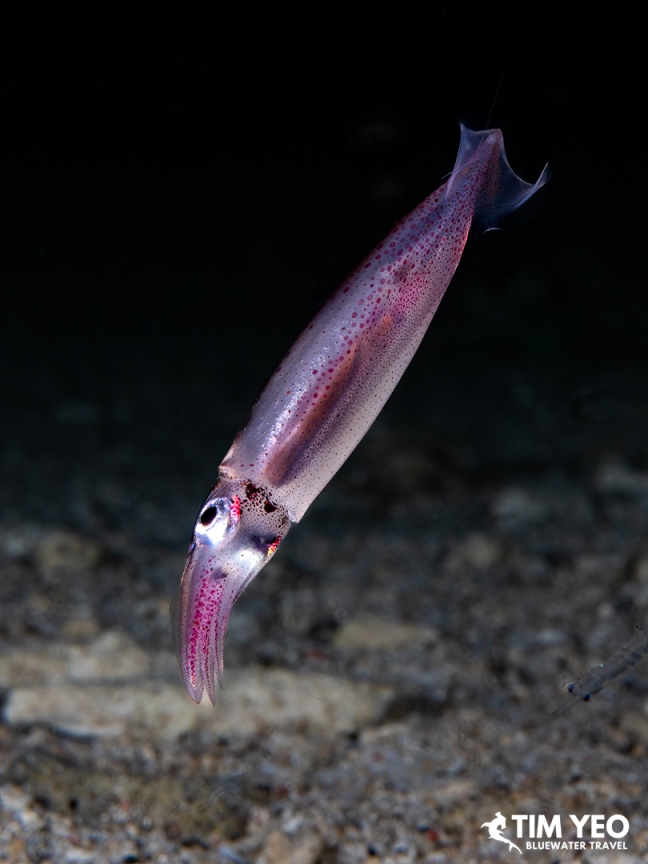 A reef squid hovering above the sand during a night dive