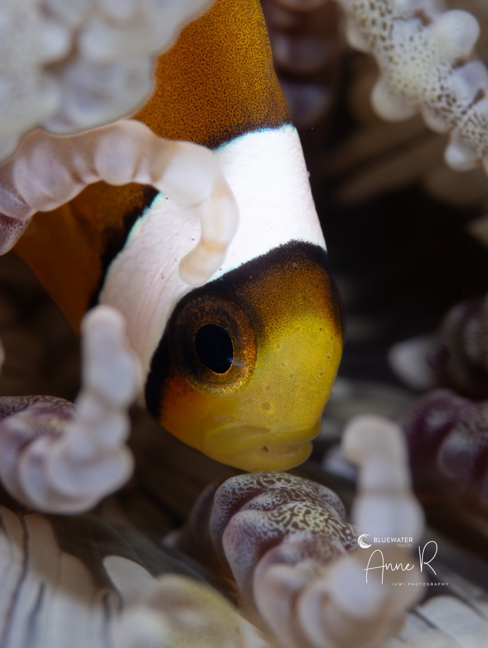 A clownfish inspects its eggs