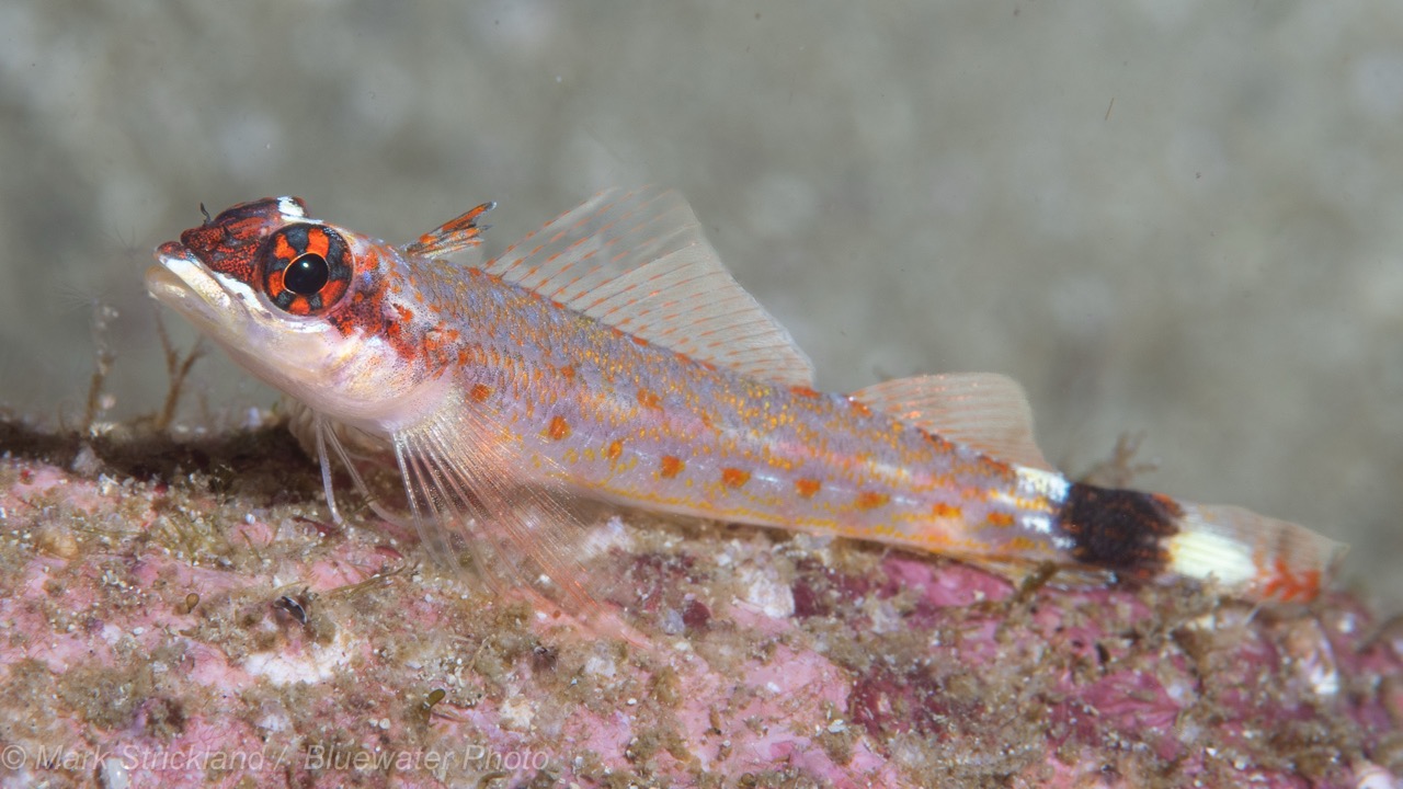 A Lizard Triplefin