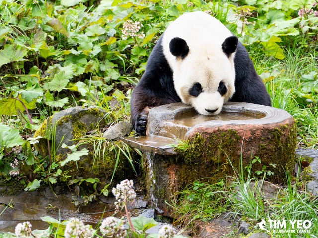 A panda having a drink