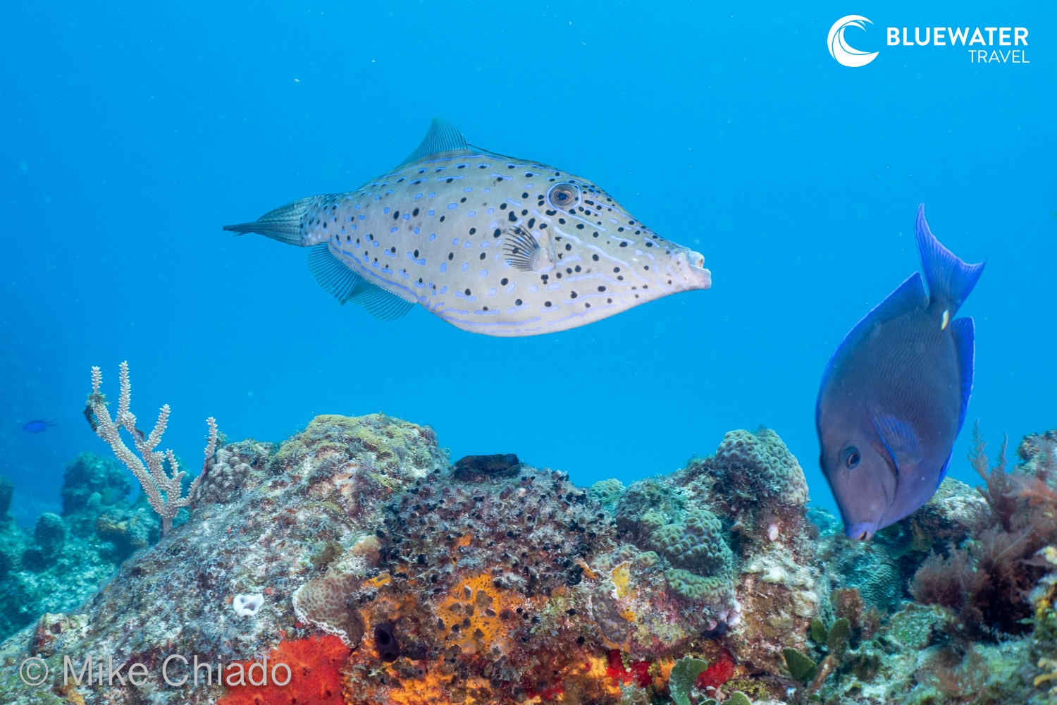 Scrawled Filefish in Cozumel