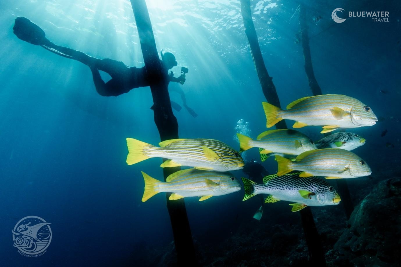 A small school of yellow sweetlips