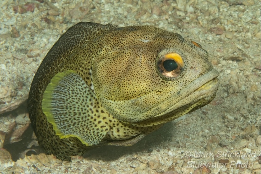 A finespotted jawfish