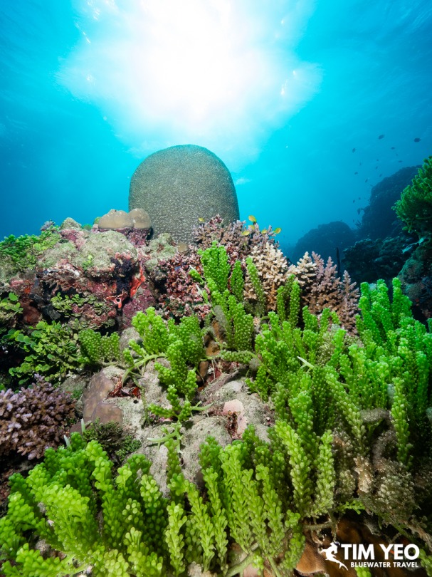 Brain coral rising above green coral garden, Solomon Islands
