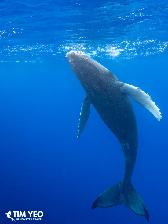 Young humpback whale rising head-up toward the surface.