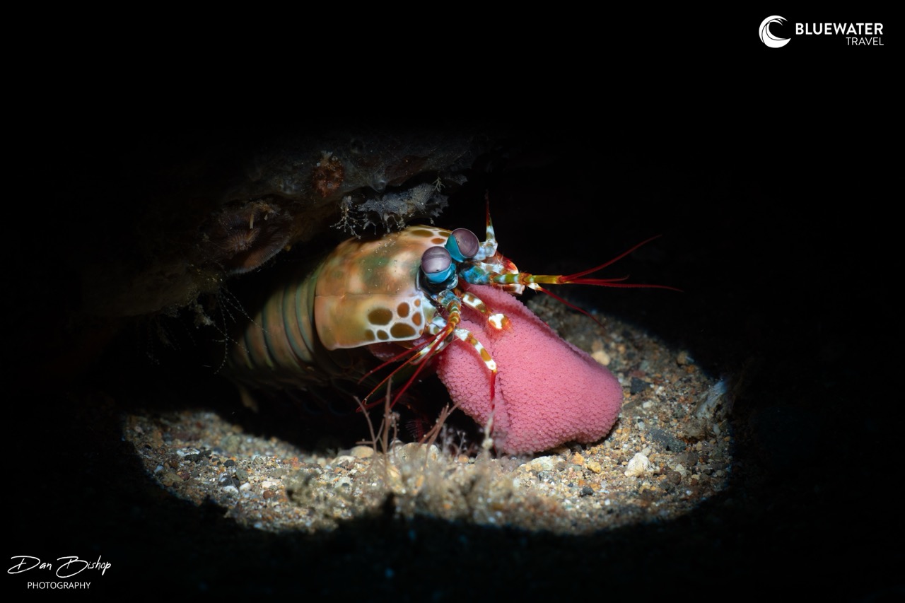 A mantis shrimp guards its eggs