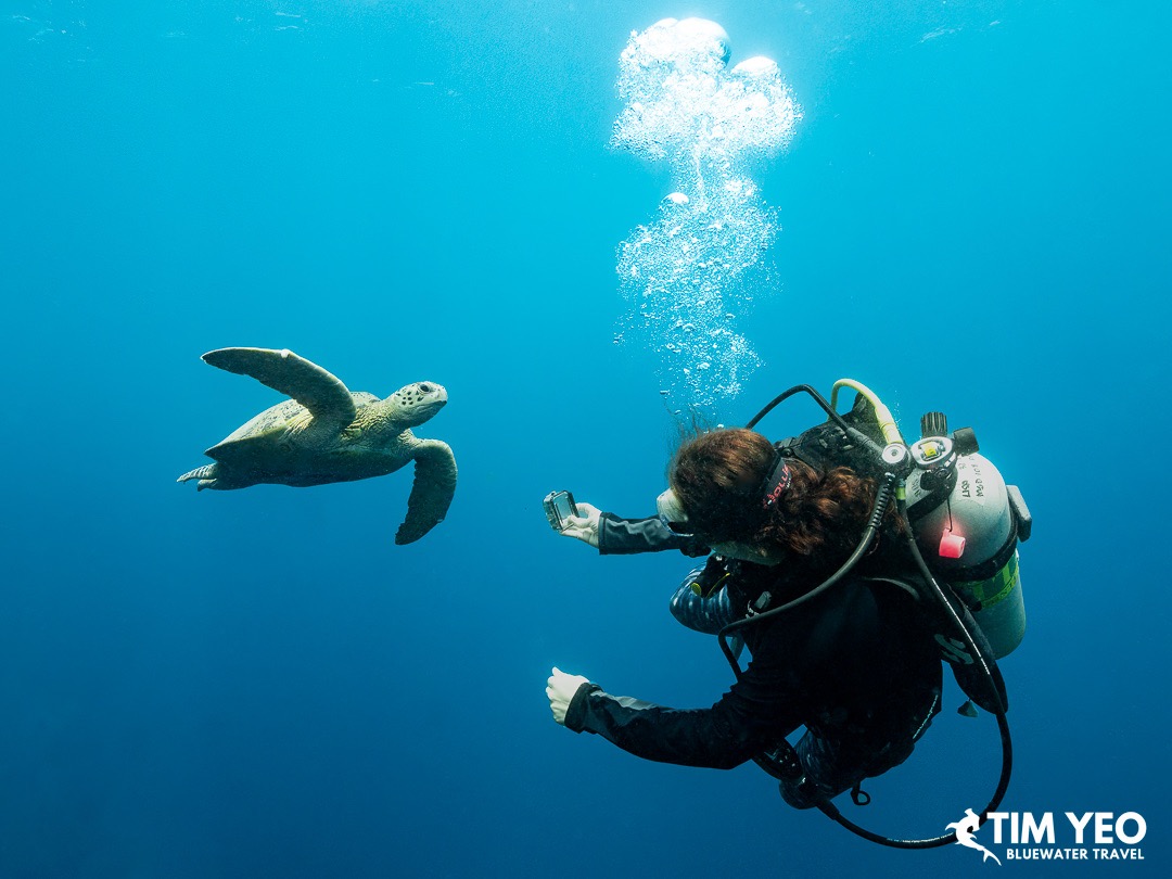 A close encounter with a Green sea turtle