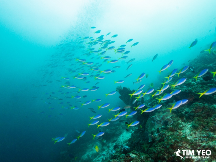 School of fusiliers swimming over the reef, Solomon Islands