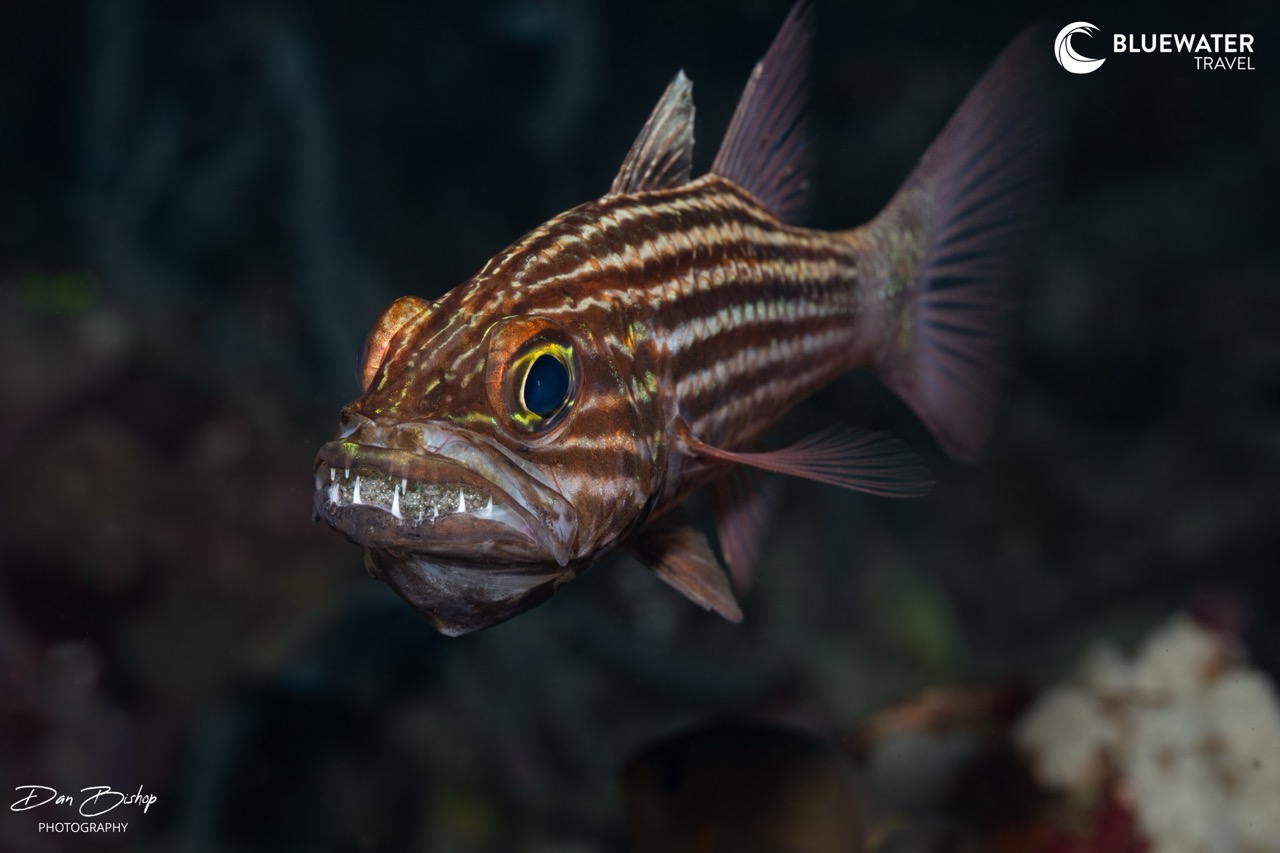 Marine life in Anilao