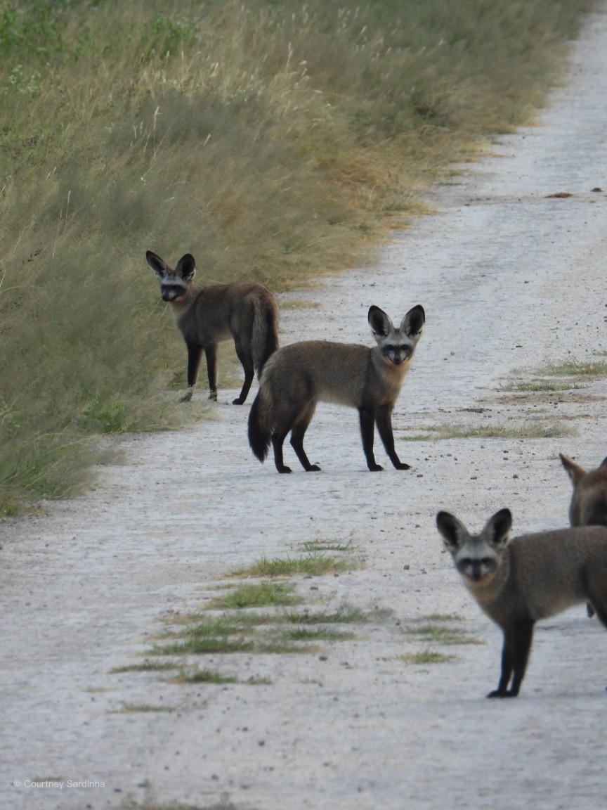 A group of bat-eared foxes