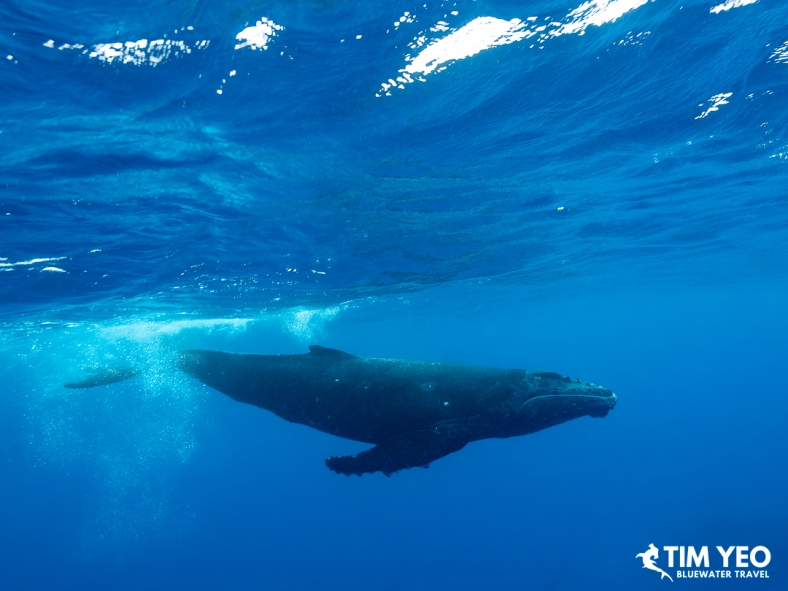 Humpback whale beneath a bubbly surface in Moorea.
