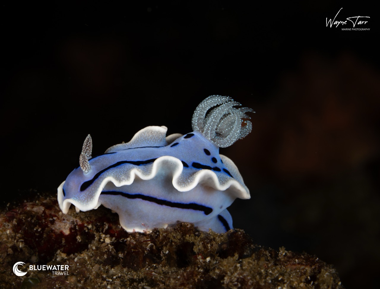 A close up of a nudibranch