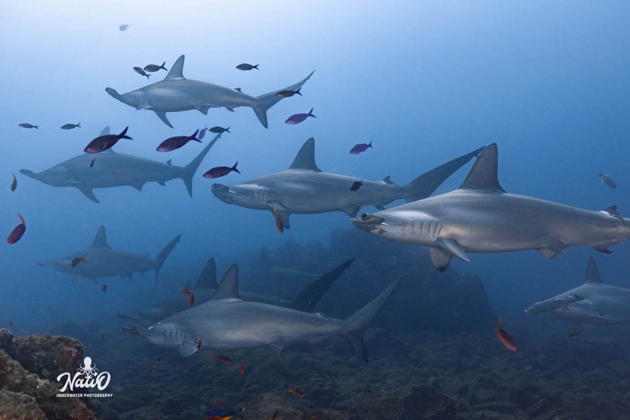 A school of hammerhead sharks passing by