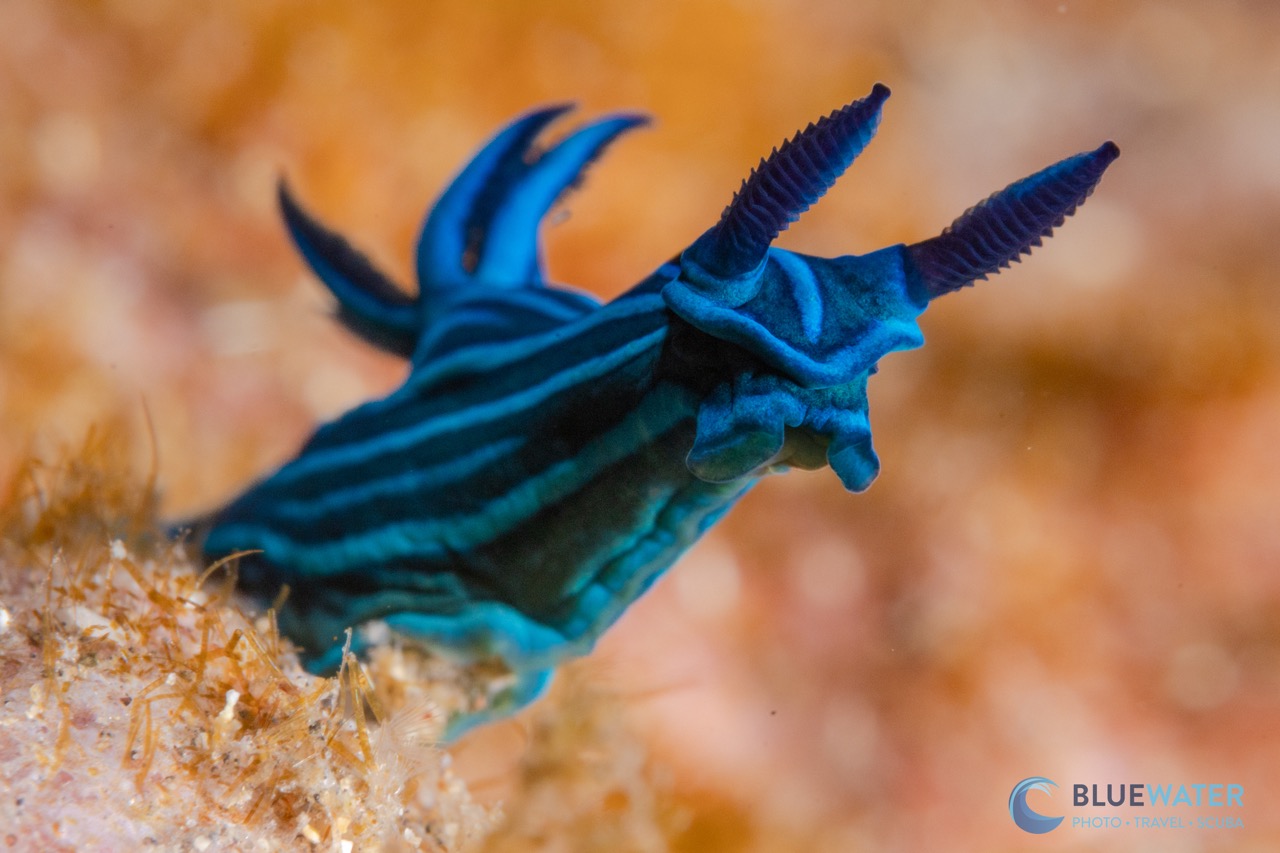 An endemic blue-lined nudibranch