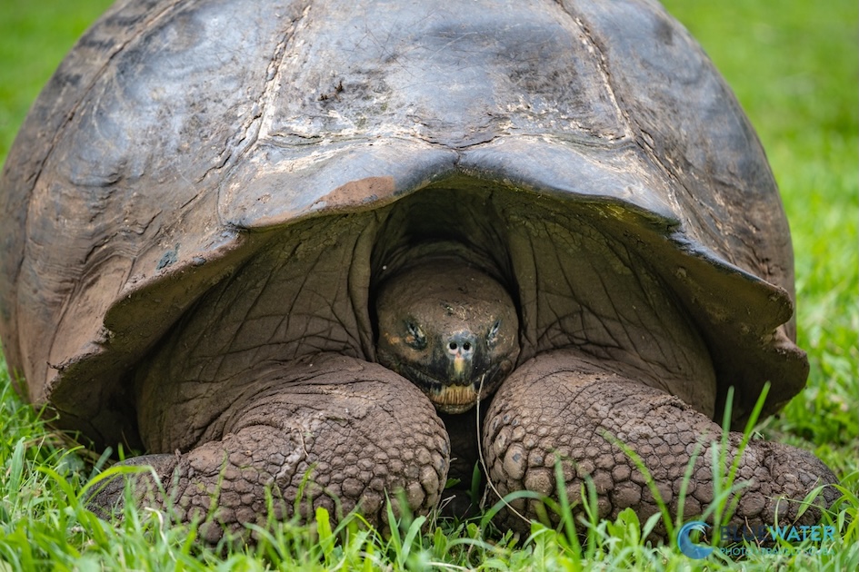 A Galapagos giant tortoise hides in its shell