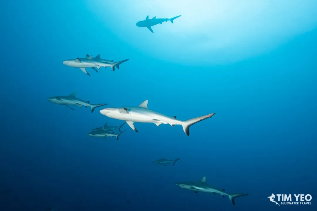 Sharks in Fakarava