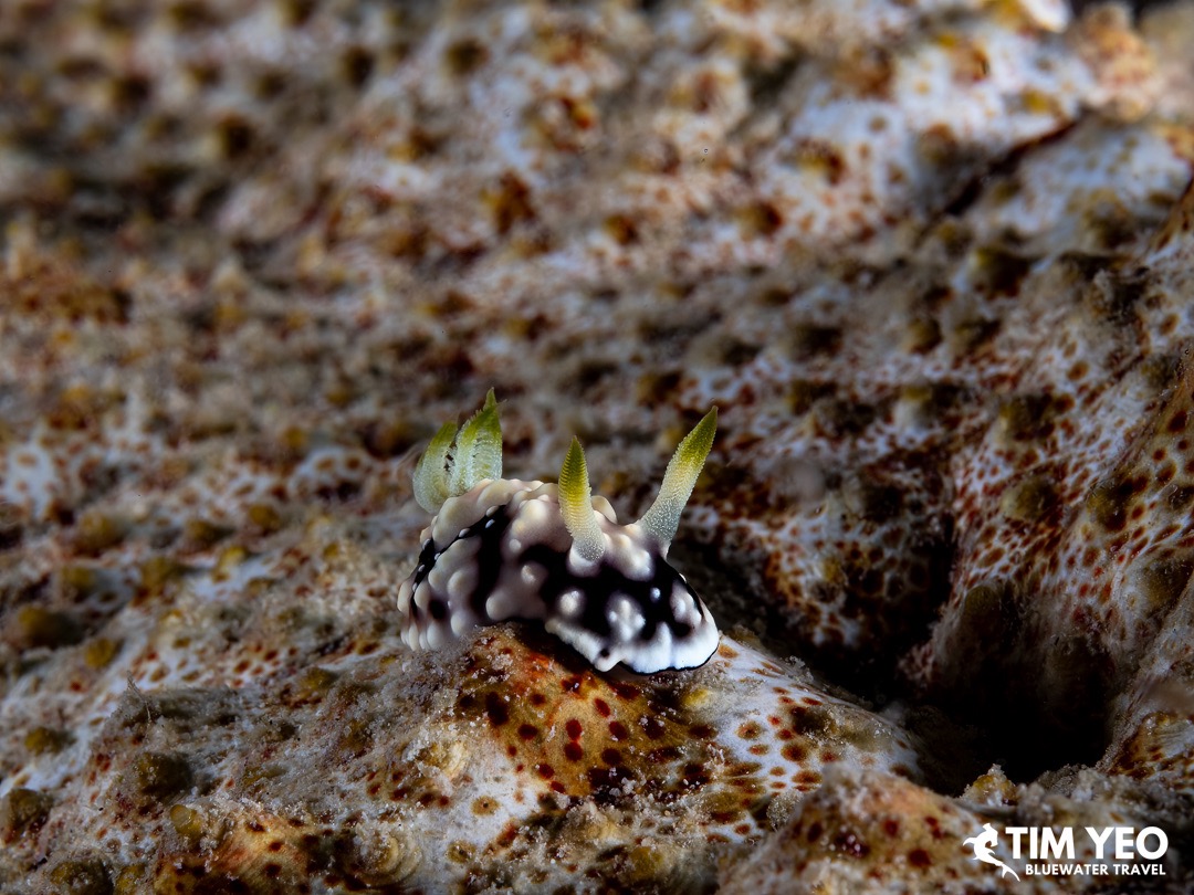 A camouflaged nudibranch