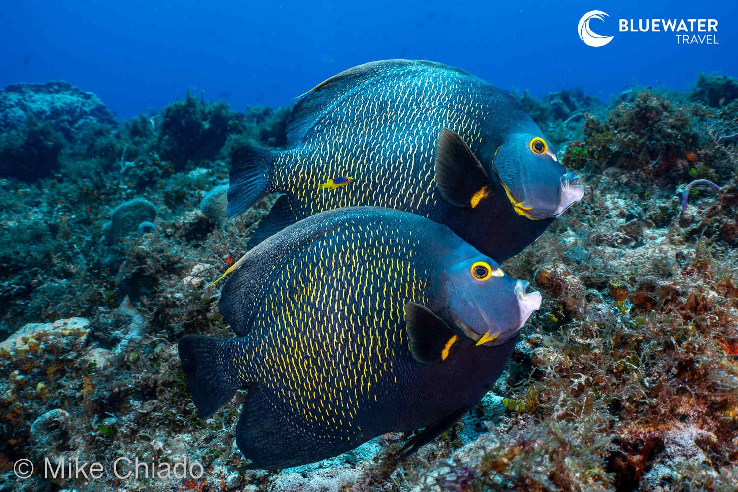 A couple of French Angelfish