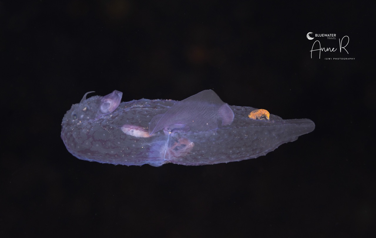 A sea angel