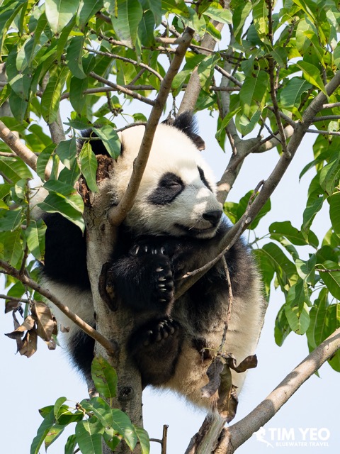 A young panda in the tree