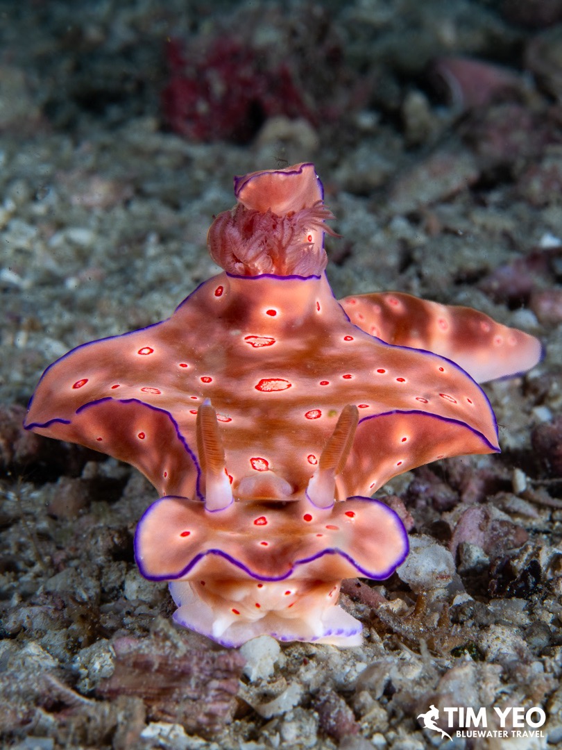 A vibrant nudibranch