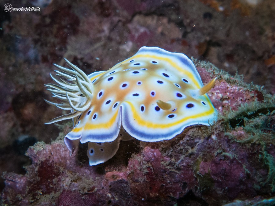 Colorful nudibranch on a coral reef, Similan Islands Thailand.