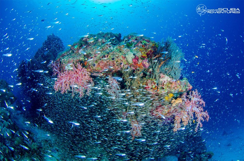 Vibrant coral reef with schooling fish on a Manta Queen 3 liveaboard trip, Similan Islands Thailand.