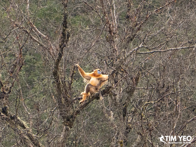 Golden snub nosed monkeys