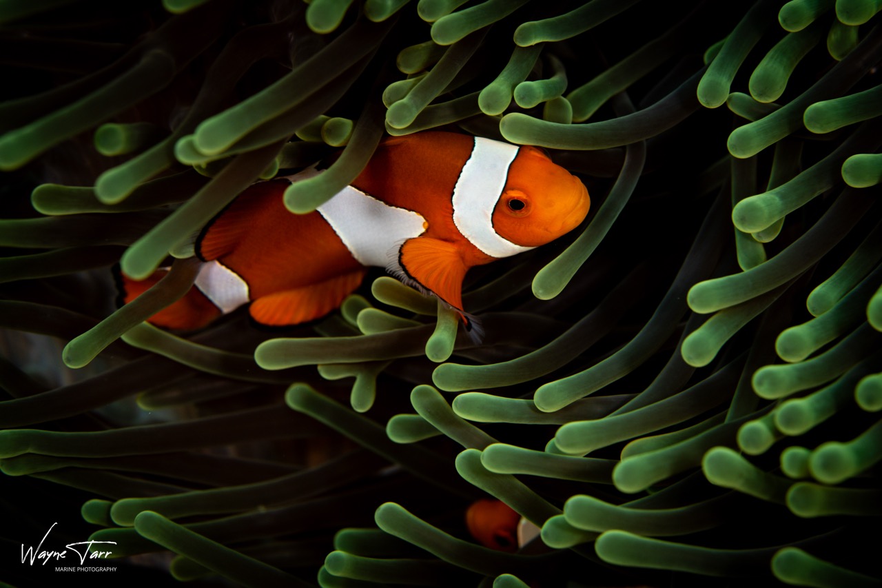 A clownfish in its anemone