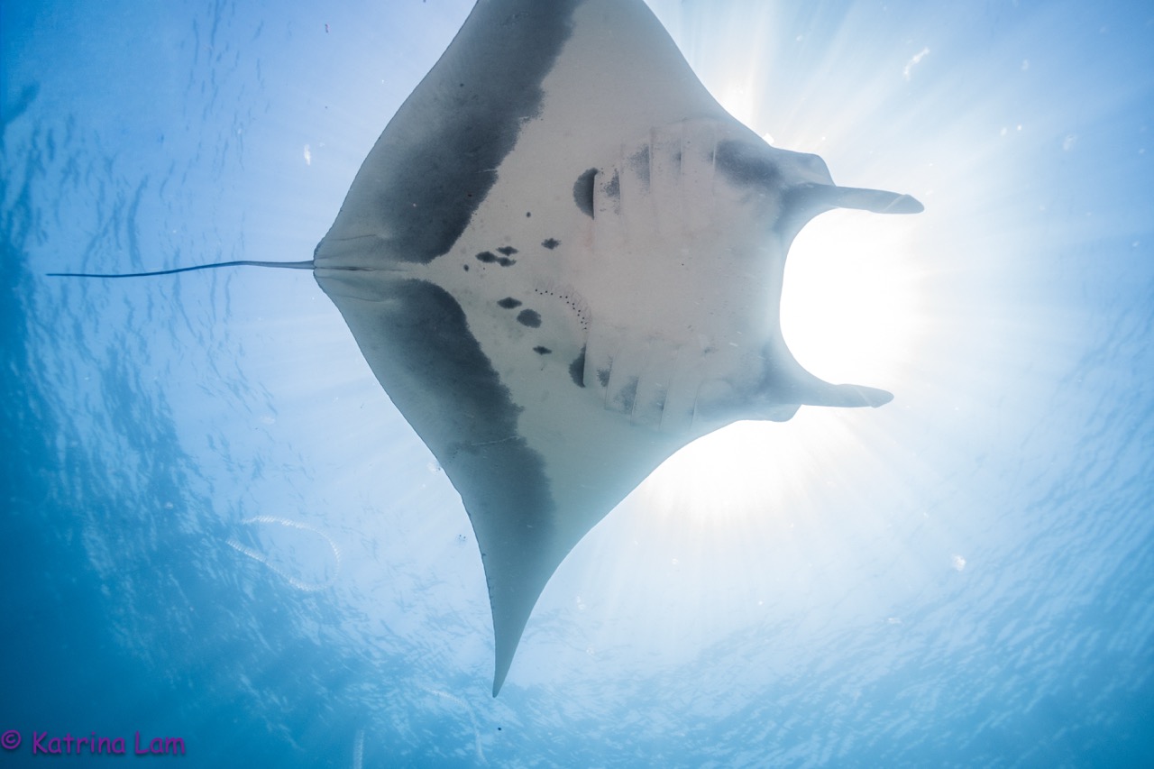 A manta ray swims overhead