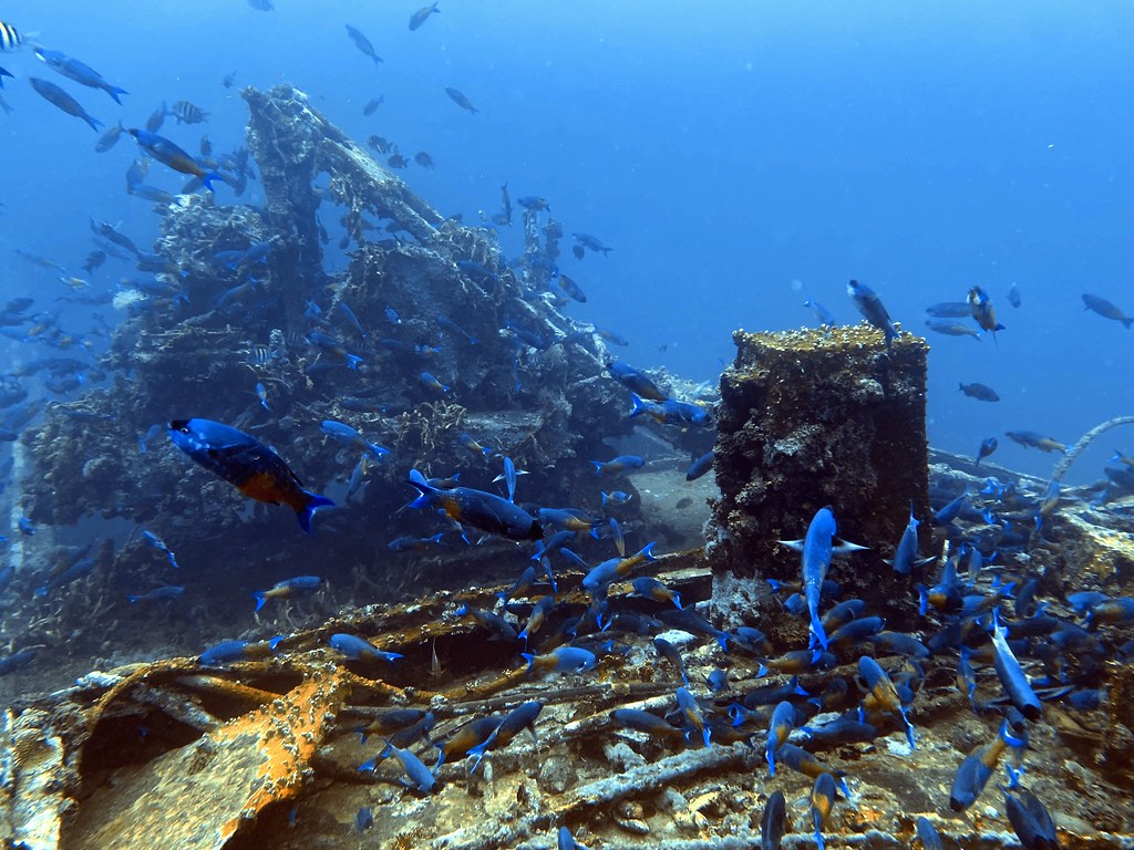 Veronica L Wreck