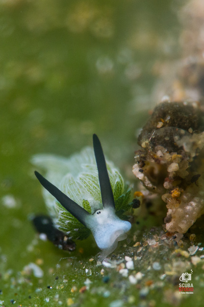 Solitude Acacia Dive Resort