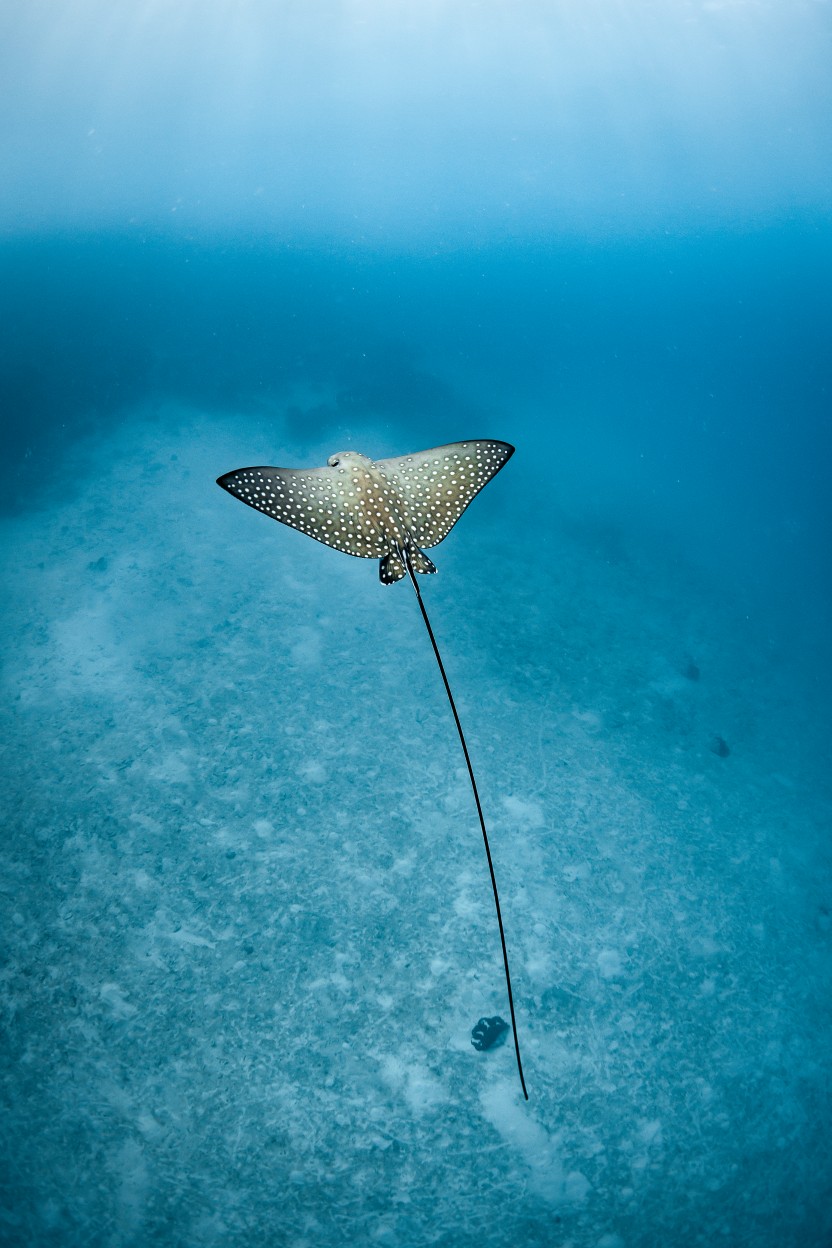 Spotted Eagle Ray
