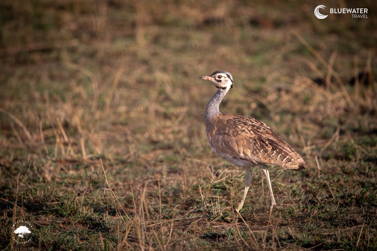 A bustard crossing