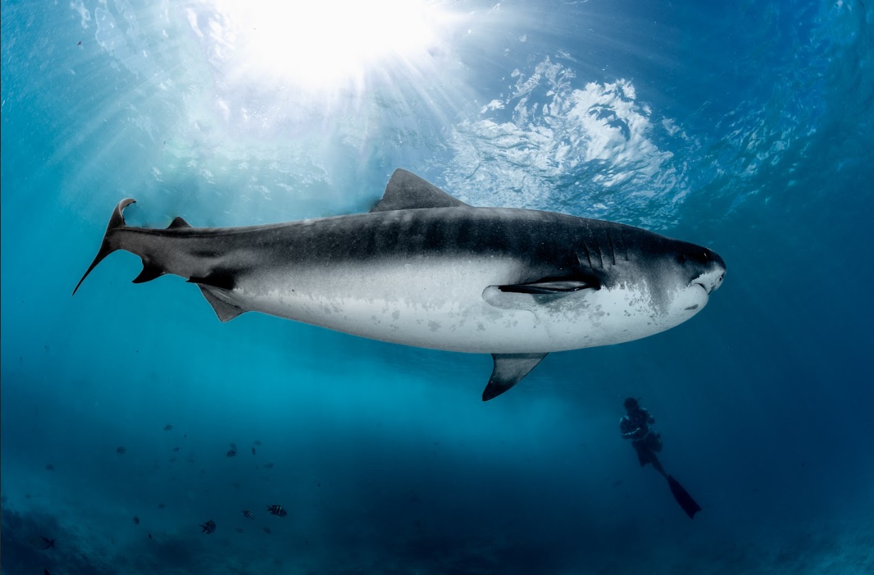Tiger shark near the surface, Fuvahmulah, Maldives