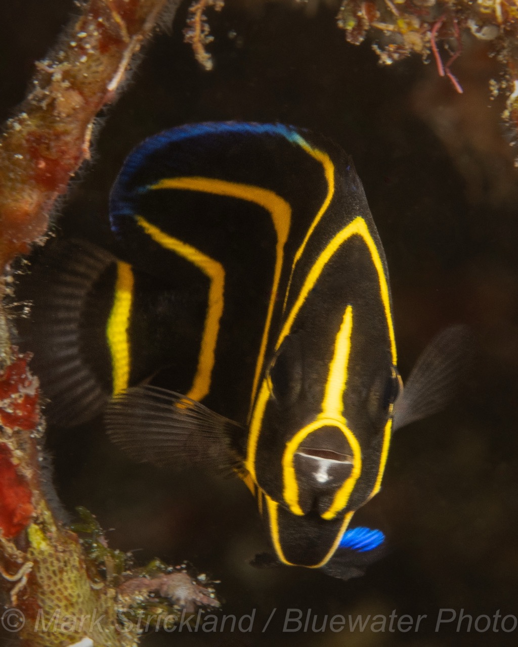 A juvenile Cortez angelfis
