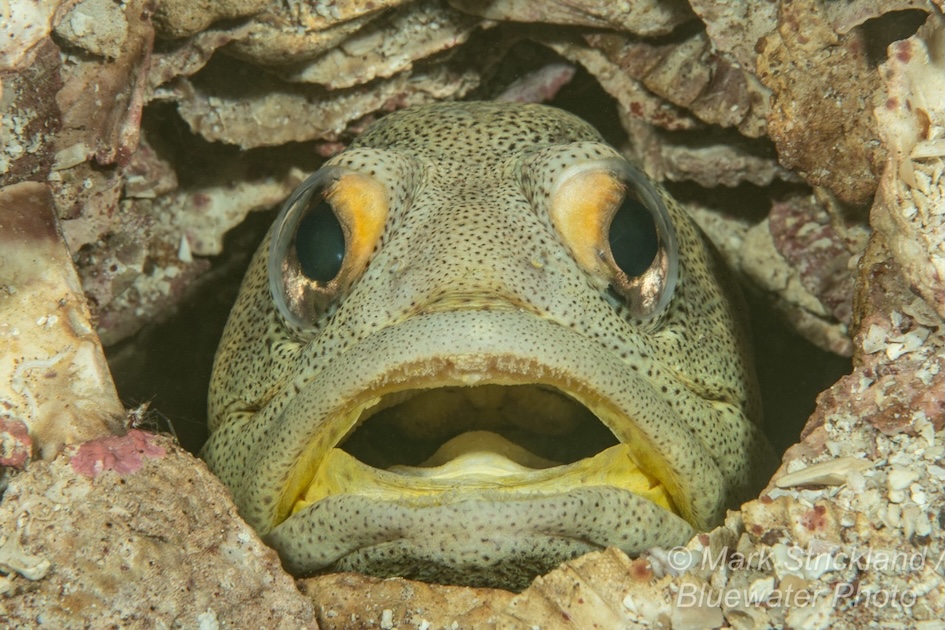 A finespotted jawfish