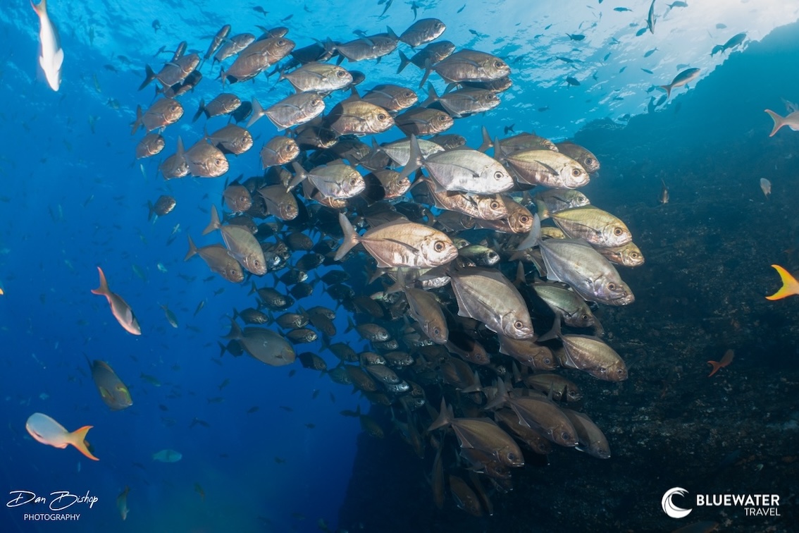 Dense schools of fish in Socorro