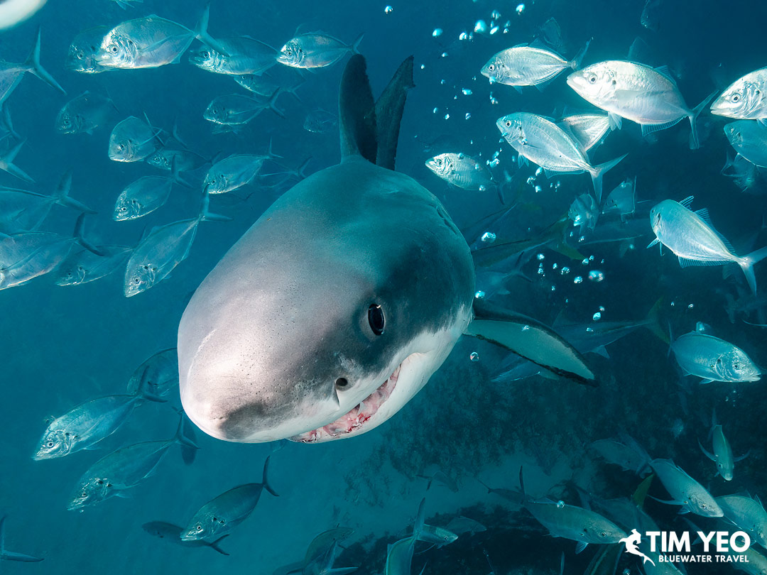 Great white shark underwater photograph from Australia
