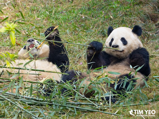 Pandas munching away