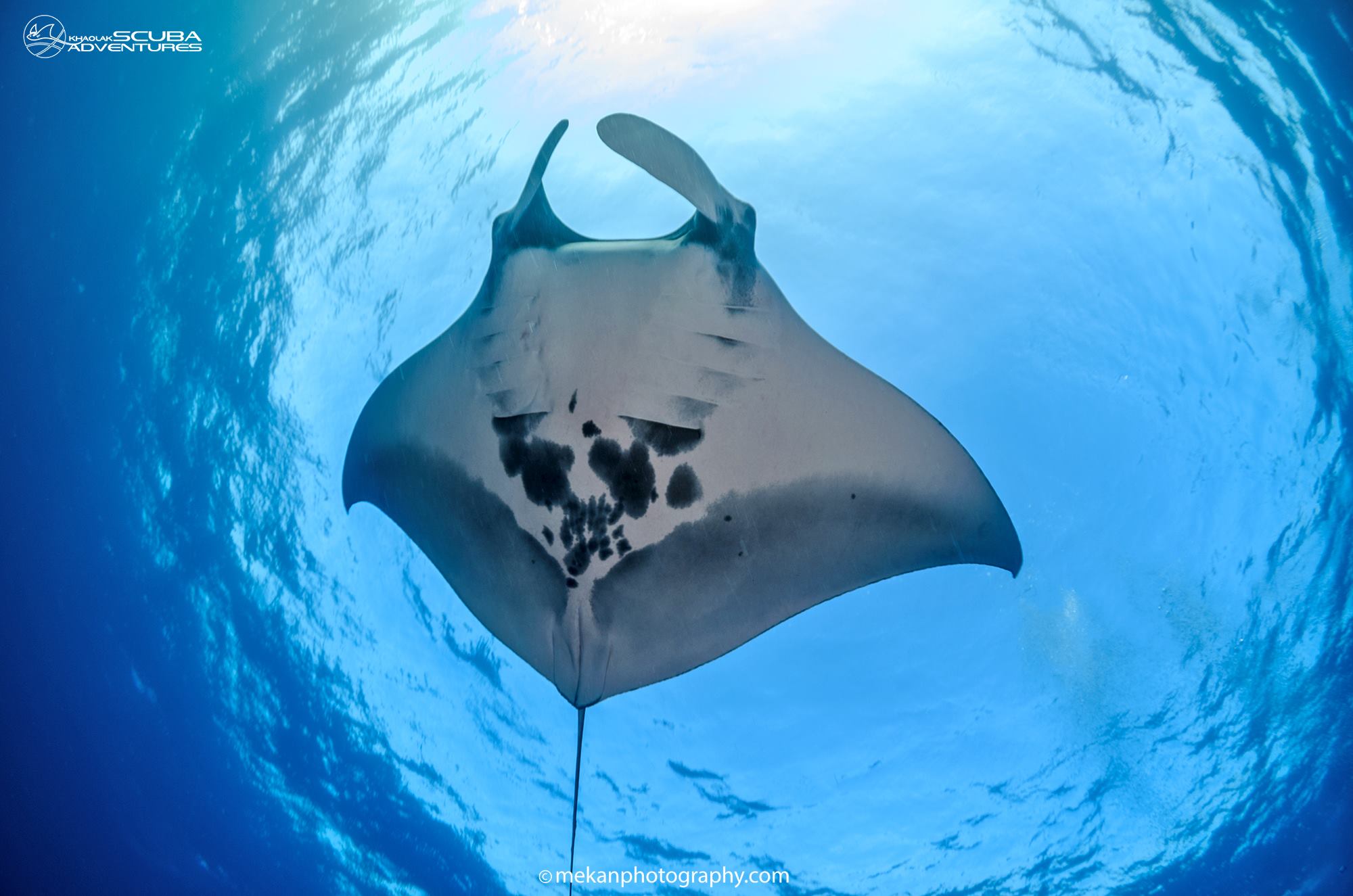 Manta ray encounter on a Manta Queen 3 liveaboard dive trip in the Similan Islands, Thailand.